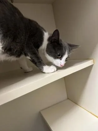 An adult small-sized female Domestic Short Hair cat named Minchi for adoption in Fairfax, VA