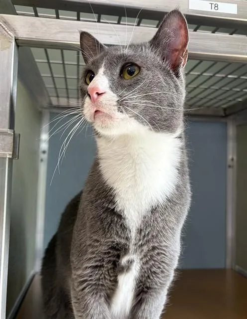 An adult small-sized male Domestic Short Hair cat named Jasper for adoption in Westminster, MD