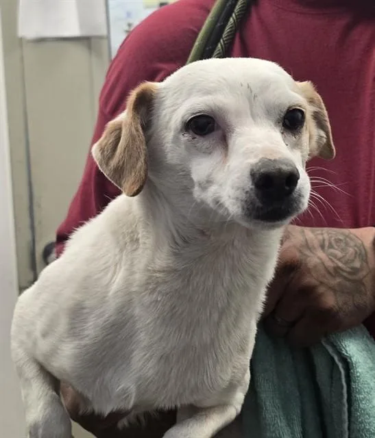 An adult small-sized male Chihuahua dog named Casper for adoption in Tucson, AZ