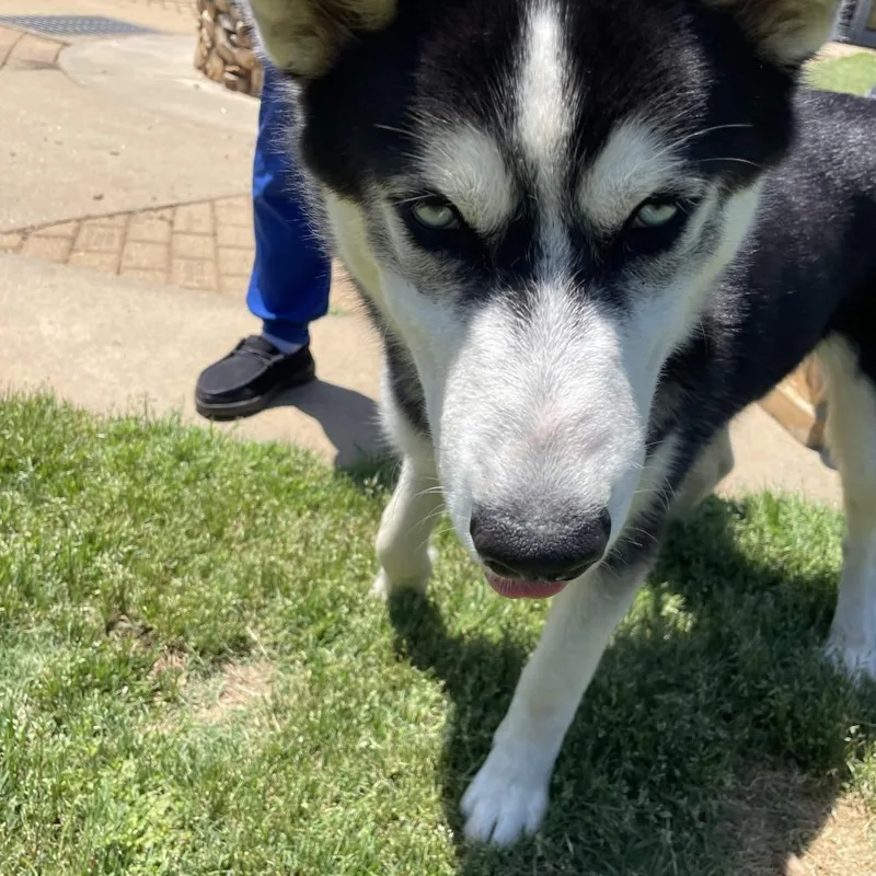 A young medium-sized male Black Husky dog named Floff Master for adoption in Greenville, SC