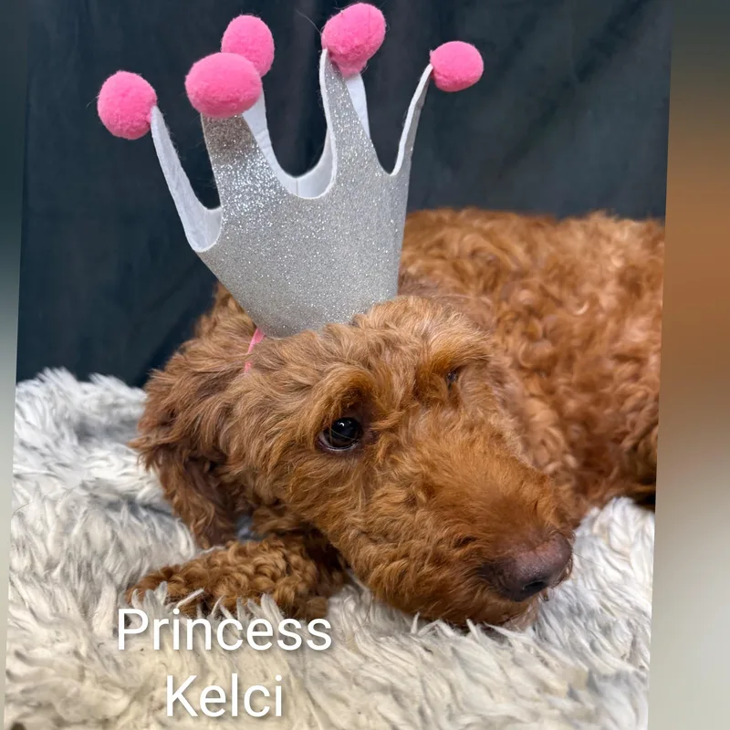 An adult medium-sized female Golden Goldendoodle dog named Kelci for adoption in Fredericksburg, VA