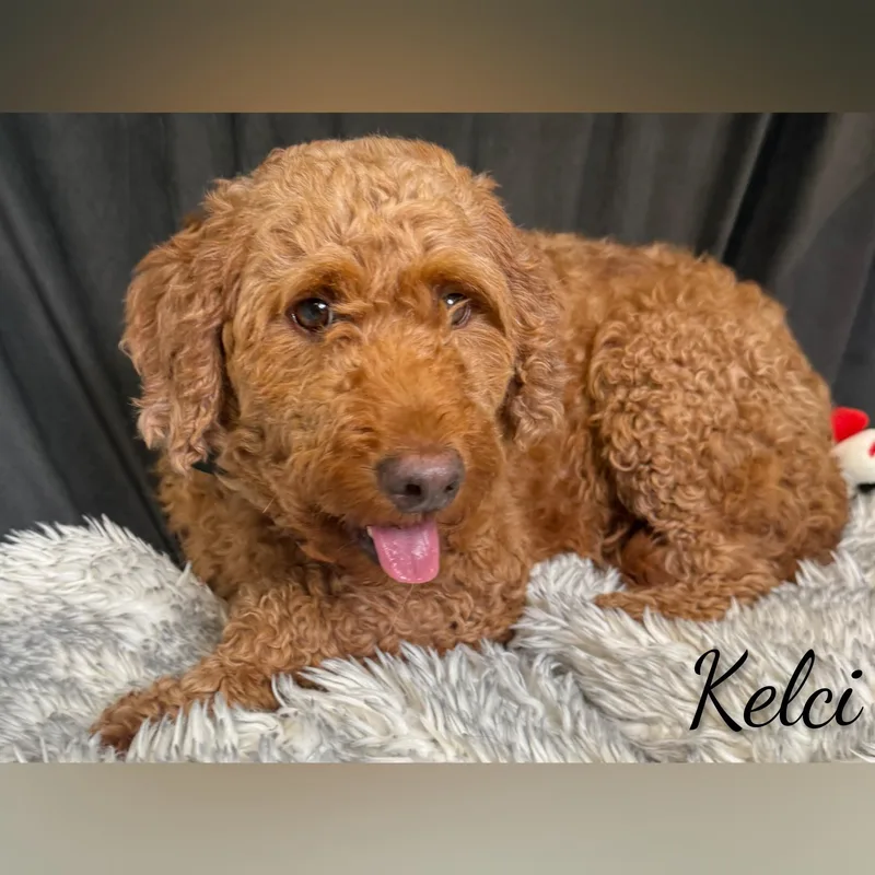 Kelci thumbnail 3