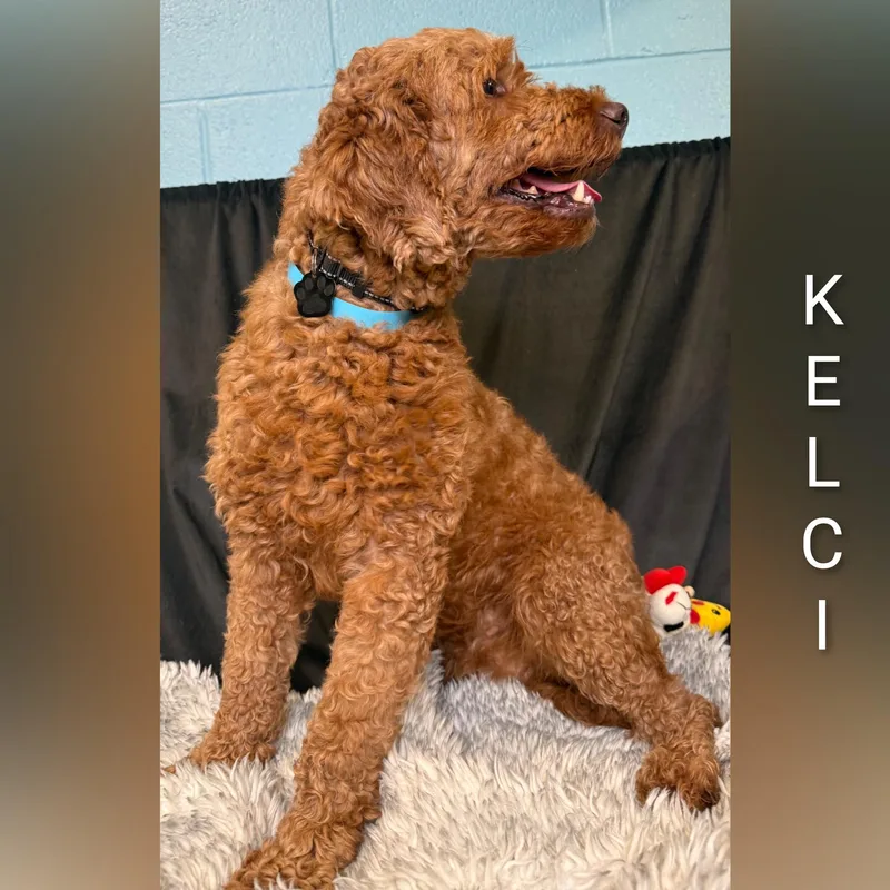 Kelci thumbnail 5