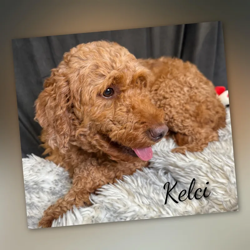 Kelci thumbnail 6
