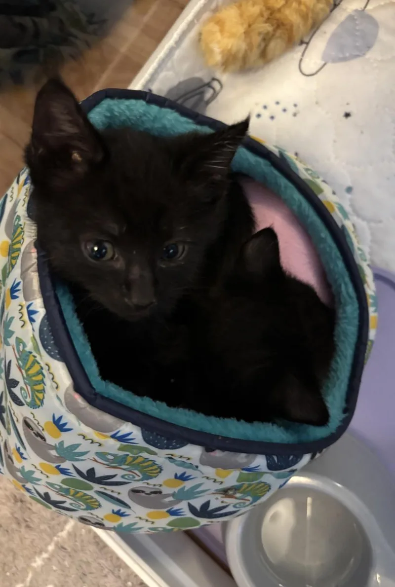 A baby medium-sized male Black Domestic Short Hair cat named Jack for adoption in Hillsboro, OR