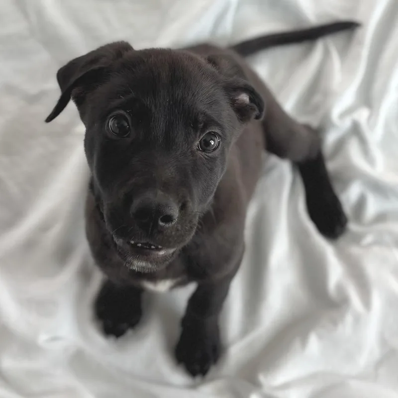 Spike