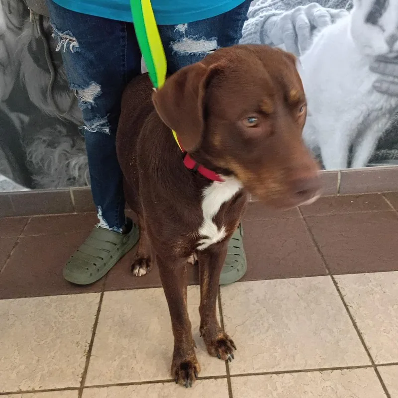A young medium-sized male Brown / Chocolate Mixed Breed dog named Straystmarysroad for adoption in Columbus, GA