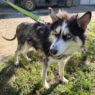 An adult medium-sized male Husky dog named Ghost for adoption in Phoenixville, PA