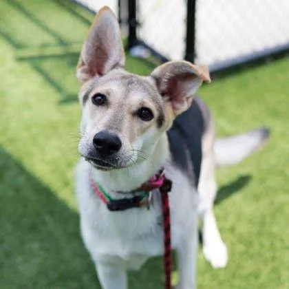 A young large-sized female Yellow / Tan / Blond / Fawn German Shepherd Dog dog named Starling for adoption in Atlanta, GA
