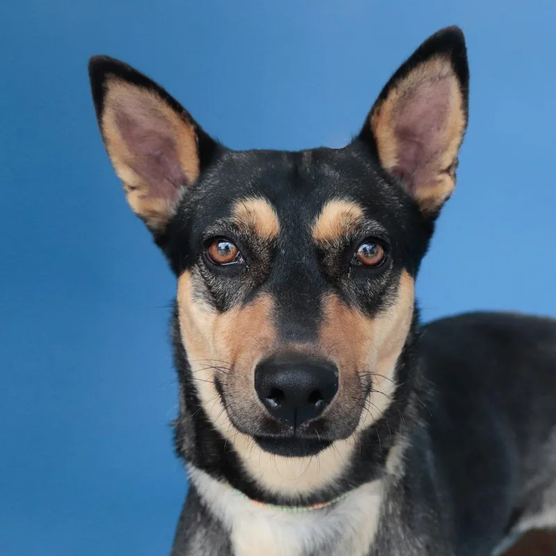 A young medium-sized female Terrier dog named Frida for adoption in Pasadena, CA