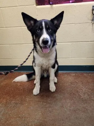 An adult medium-sized male Husky dog named Atlas for adoption in Independence, MO