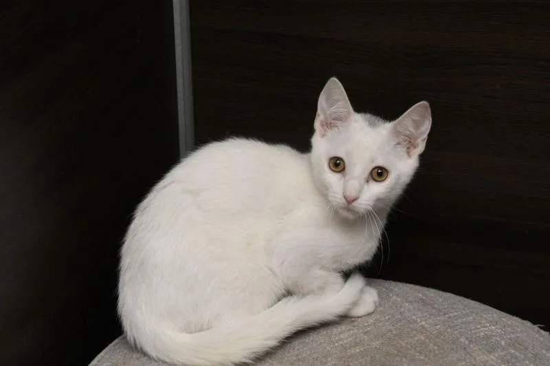 A young medium-sized male American Shorthair cat named Hart for adoption in Naples, FL