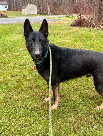 An adult large-sized male Bicolor German Shepherd Dog dog named Baby Bear for adoption in Bedford Hills, NY