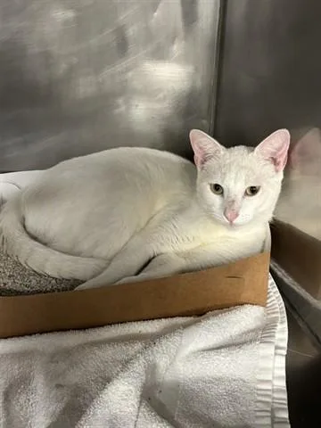A young small-sized male Domestic Short Hair cat named Patrick for adoption in Panama City, FL