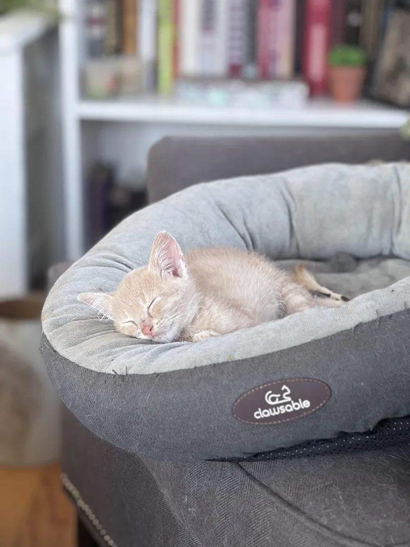A baby medium-sized male Buff / Tan / Fawn Domestic Short Hair cat named Tidbit for adoption in Chicago, IL
