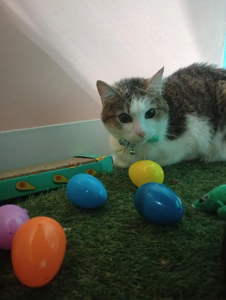A senior small-sized female Brown / Chocolate Domestic Short Hair cat named Sweetie for adoption in Germantown, OH