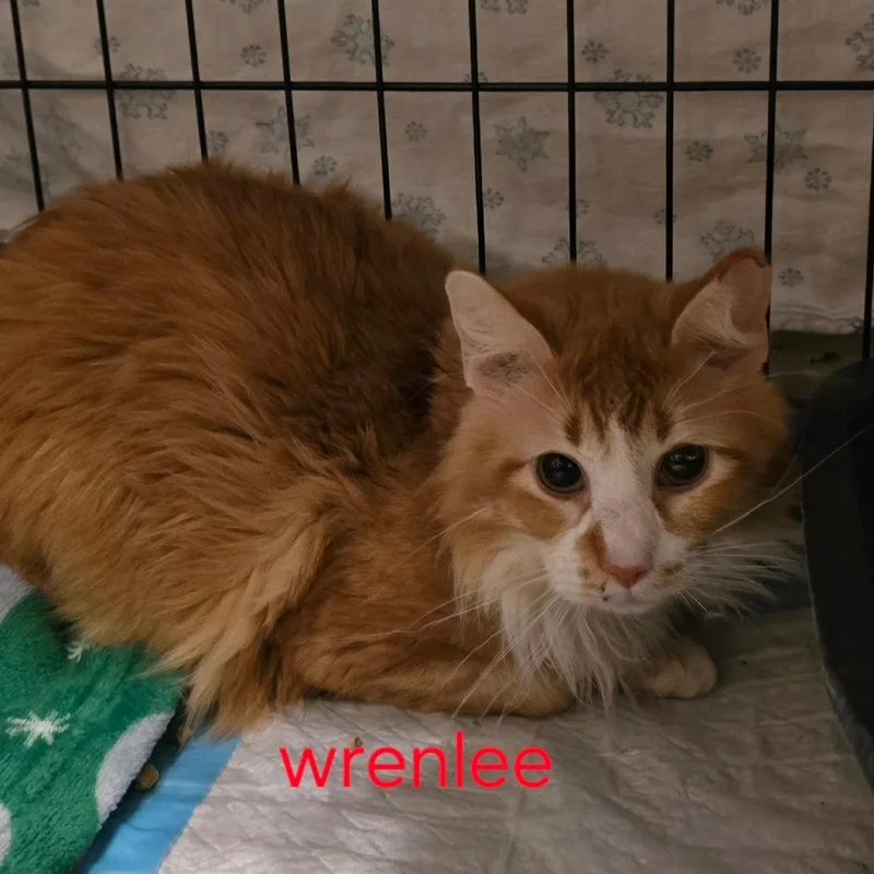 A senior small-sized male Orange / Red Domestic Long Hair cat named Wrenlee for adoption in Grantsville, UT