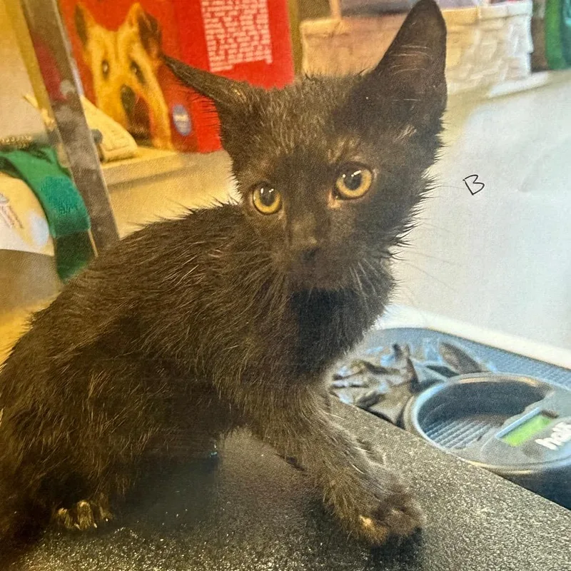 A baby small-sized male Black Domestic Short Hair cat named Slytherin for adoption in Lake Panasoffkee, FL