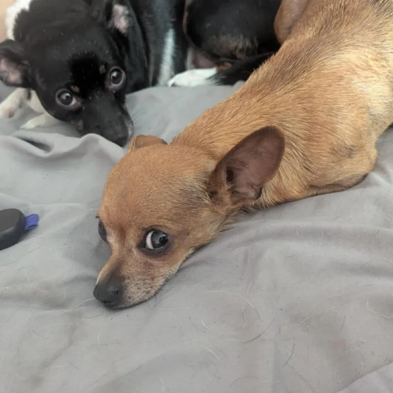 An adult small-sized female Chihuahua dog named Colita for adoption in Overland Park, KS