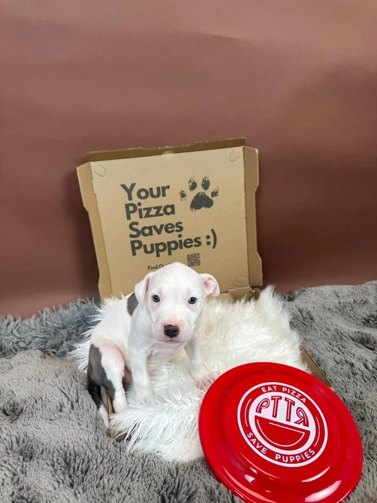 A baby medium-sized female Pit Bull Terrier dog named Spicy Diavola for adoption in Phoenix, AZ