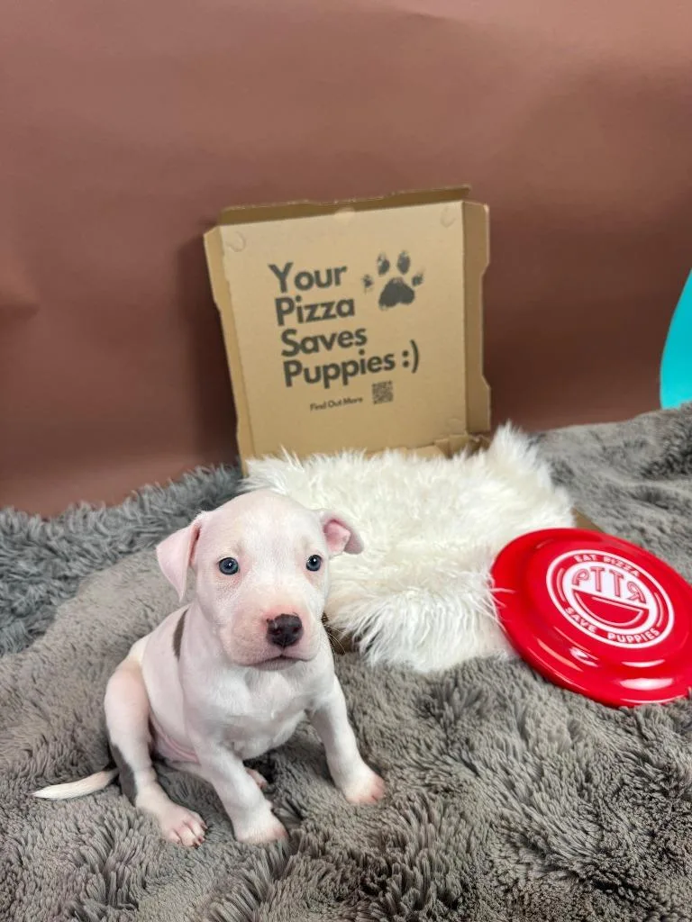 Spicy Diavola thumbnail 2