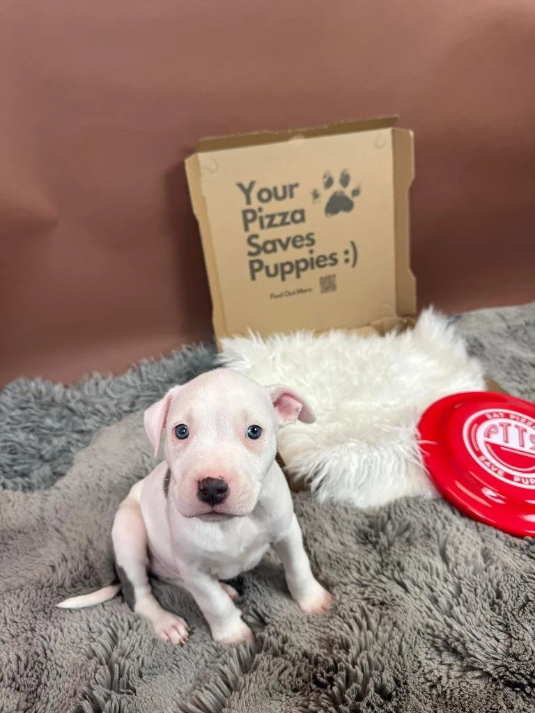 Spicy Diavola thumbnail 3