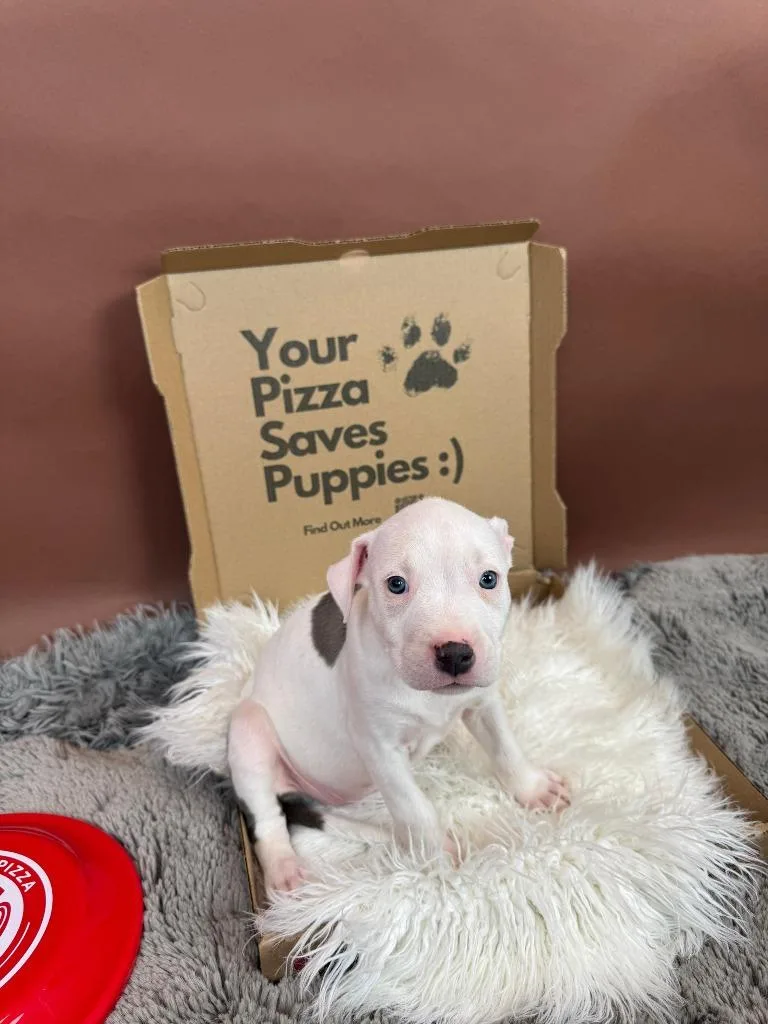 Spicy Diavola thumbnail 4