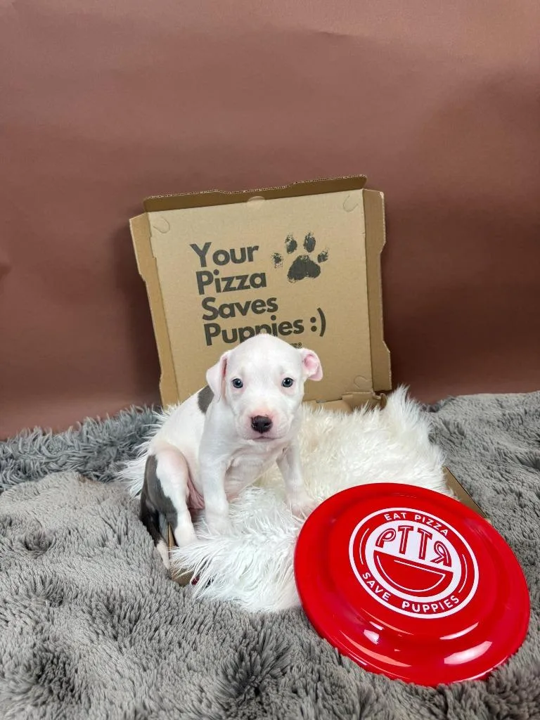 Spicy Diavola thumbnail 5