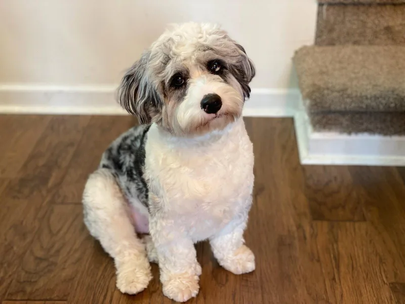 An adult medium-sized male Australian Shepherd dog named Zion for adoption in Doylestown, PA