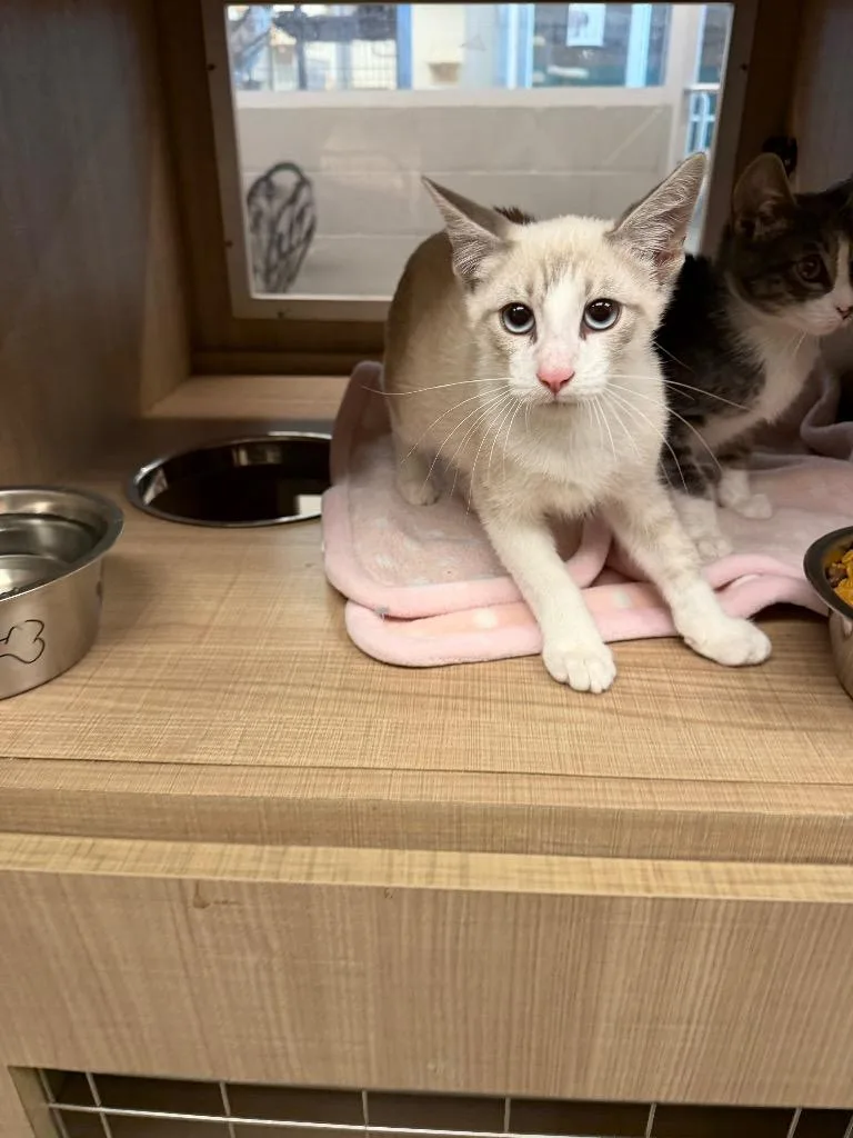A baby medium-sized male Domestic Short Hair cat named Zayne for adoption in Bossier City, LA