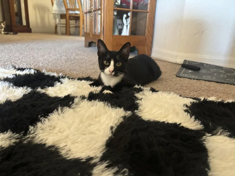 A young medium-sized female Black & White / Tuxedo Domestic Short Hair cat named Minnie for adoption in Orlando, FL