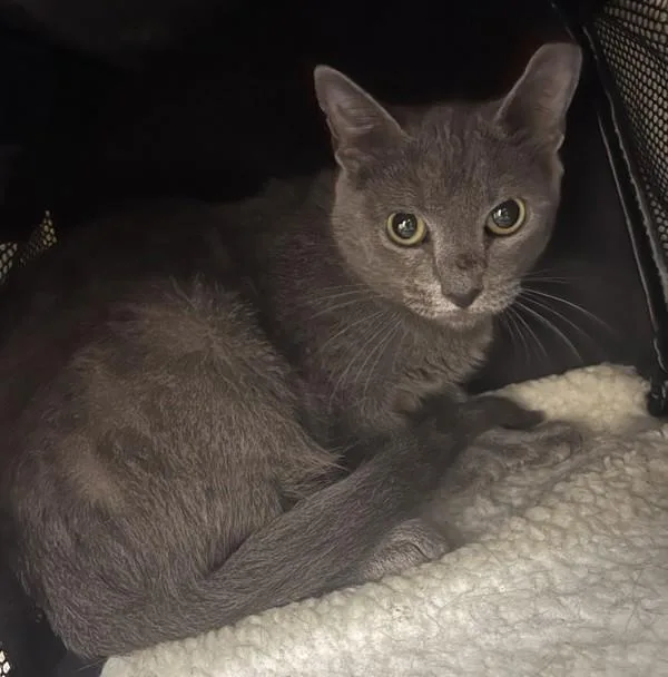 A young medium-sized female Domestic Short Hair cat named Gcat for adoption in Stratham, NH