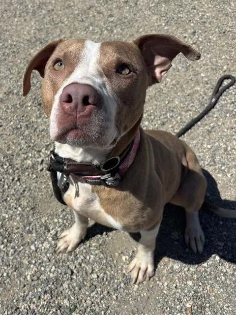 A young large-sized female Labrador Retriever dog named Liberty for adoption in Lincolnton, NC