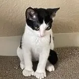 A young small-sized female Black & White / Tuxedo Domestic Short Hair cat named Lacie for adoption in Long Beach, WA