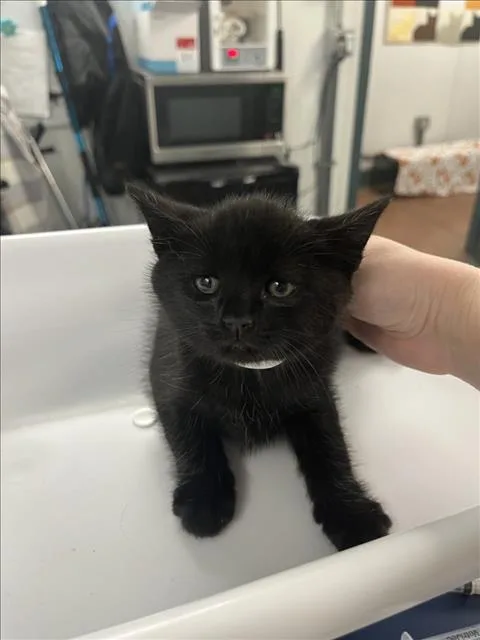 A baby small-sized male Black Domestic Short Hair cat named Squeak for adoption in Woodland, CA