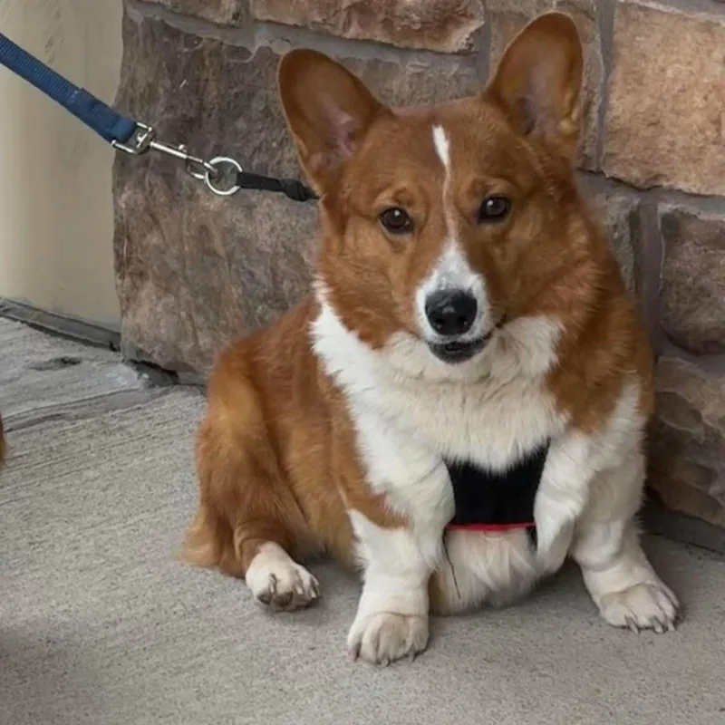 An adult medium-sized female Golden Pembroke Welsh Corgi dog named Shiitake for adoption in Springfield, MO