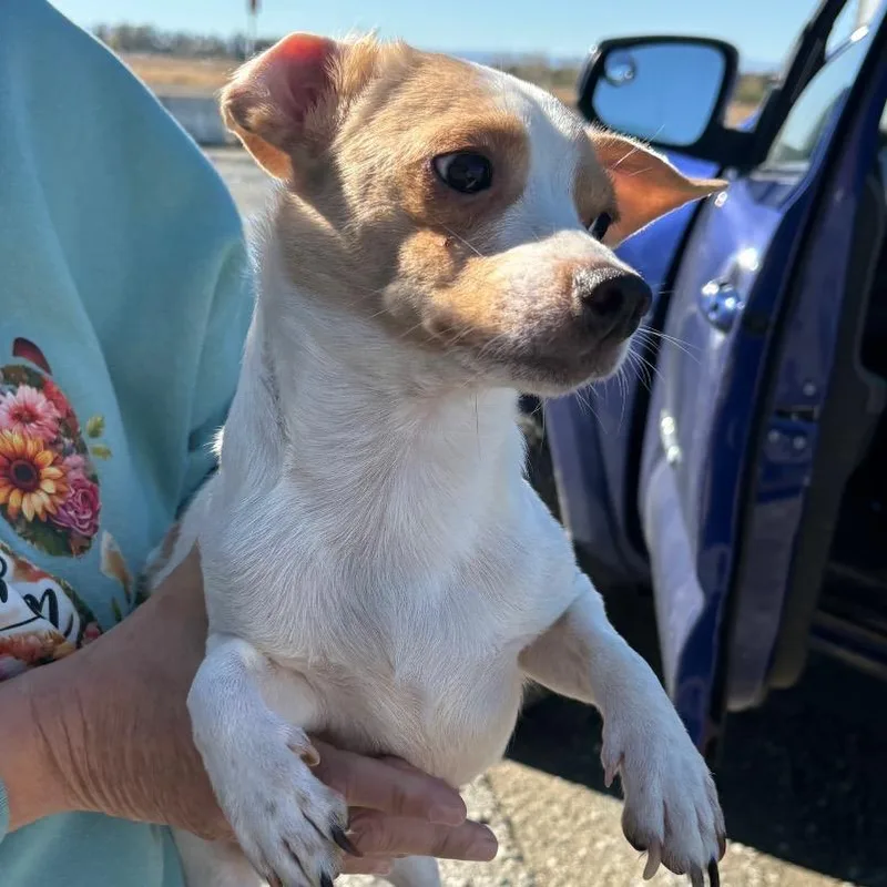 An adult small-sized male White / Cream Chihuahua dog named Blue for adoption in Reno, NV