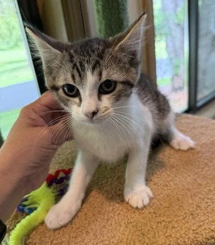 A young small-sized female Domestic Short Hair cat named Harpy for adoption in Midland, VA