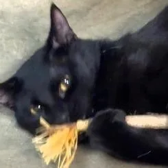 Toelicker thumbnail 2