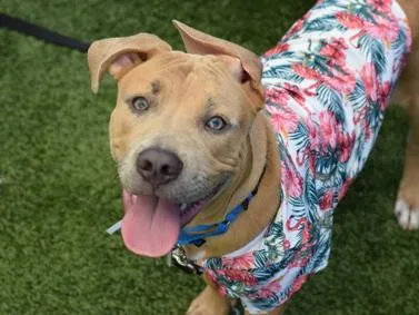A young medium-sized male Apricot / Beige Pit Bull Terrier dog named Bam Bam for adoption in Newfoundland, NJ