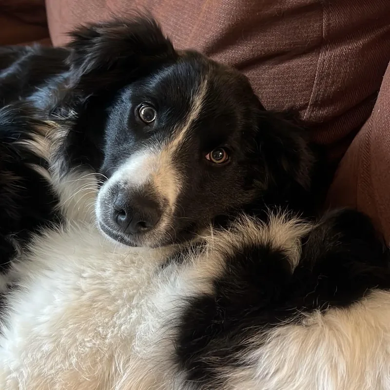 A young medium-sized male Black Mixed Breed dog named Lasso for adoption in Buffalo, MN