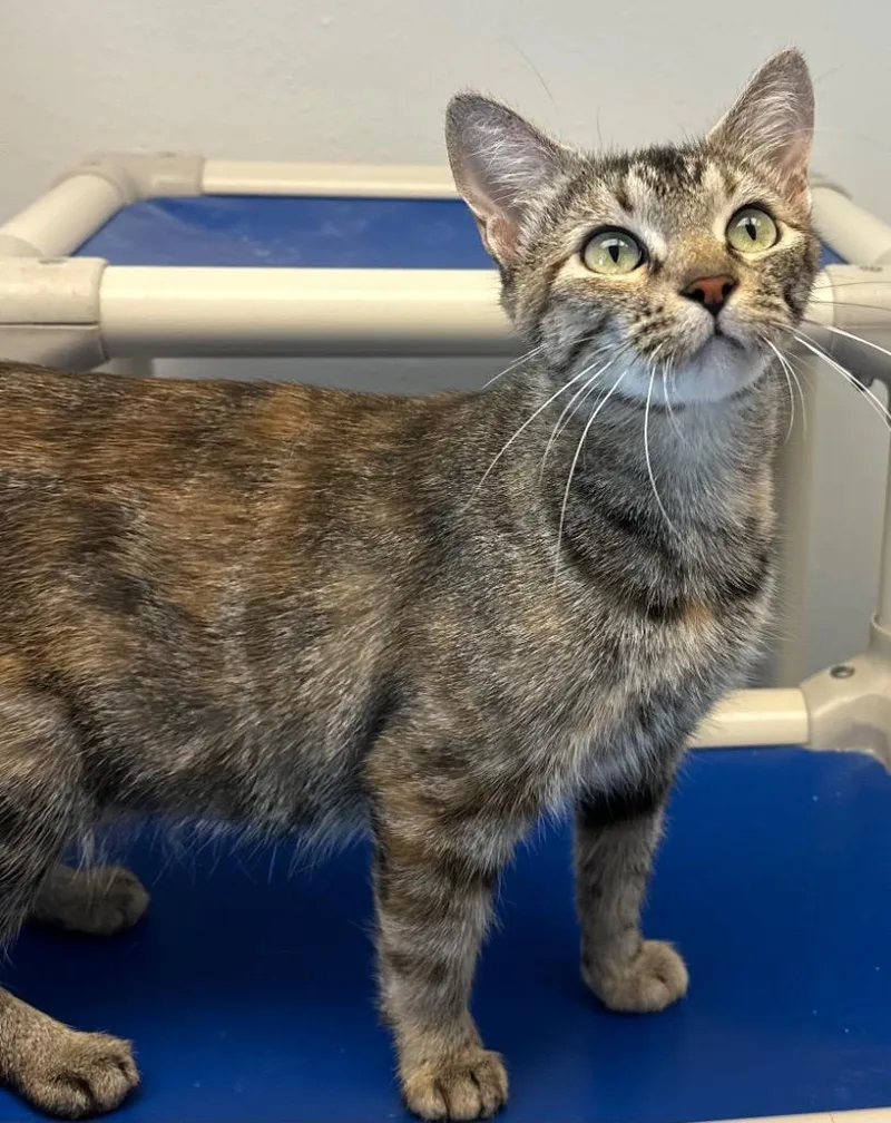 A young small-sized female Domestic Short Hair cat named Momma Hera for adoption in Stillwater, OK
