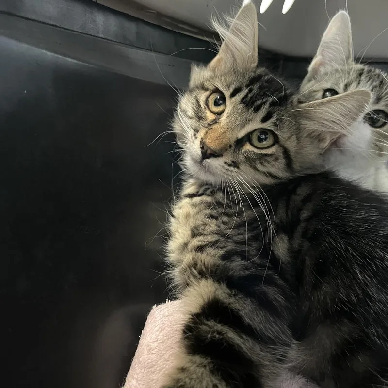 A baby small-sized male Gray / Blue / Silver Domestic Short Hair cat named Orion Capsule for adoption in Carencro, LA