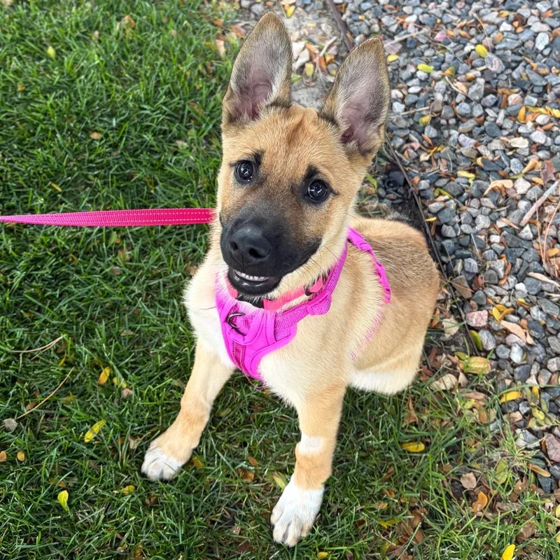 A baby small-sized female Yellow / Tan / Blond / Fawn Belgian Shepherd / Malinois dog named Olive for adoption in Parker, CO