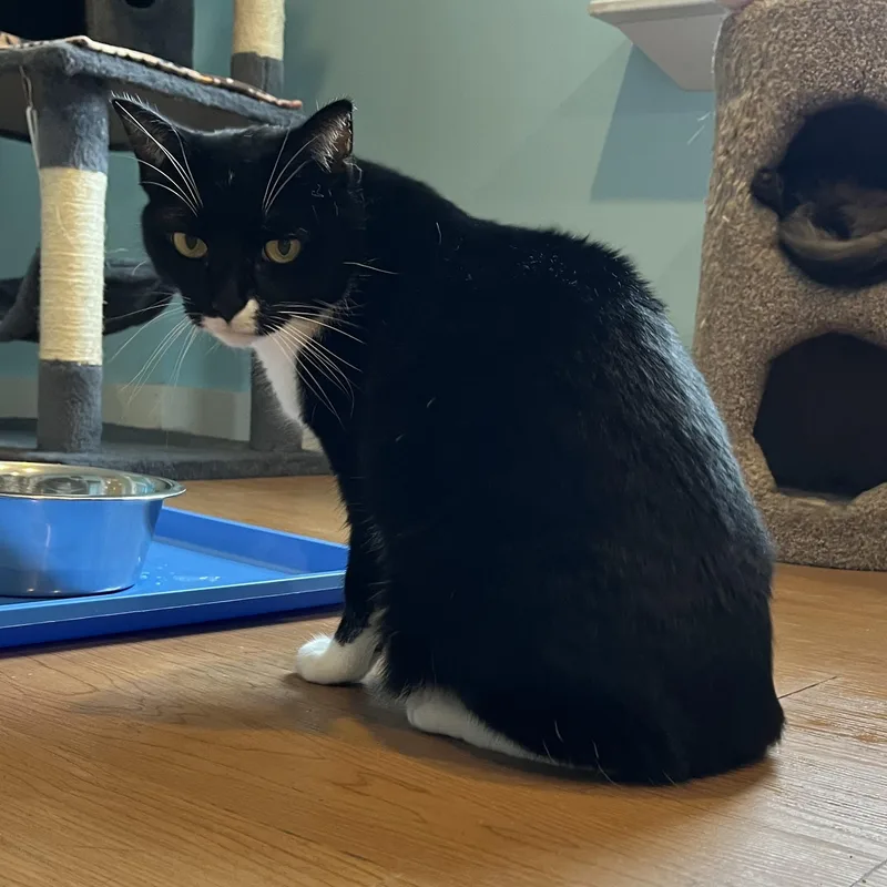 An adult medium-sized female Black & White / Tuxedo Domestic Short Hair cat named Arwen for adoption in Wells, ME