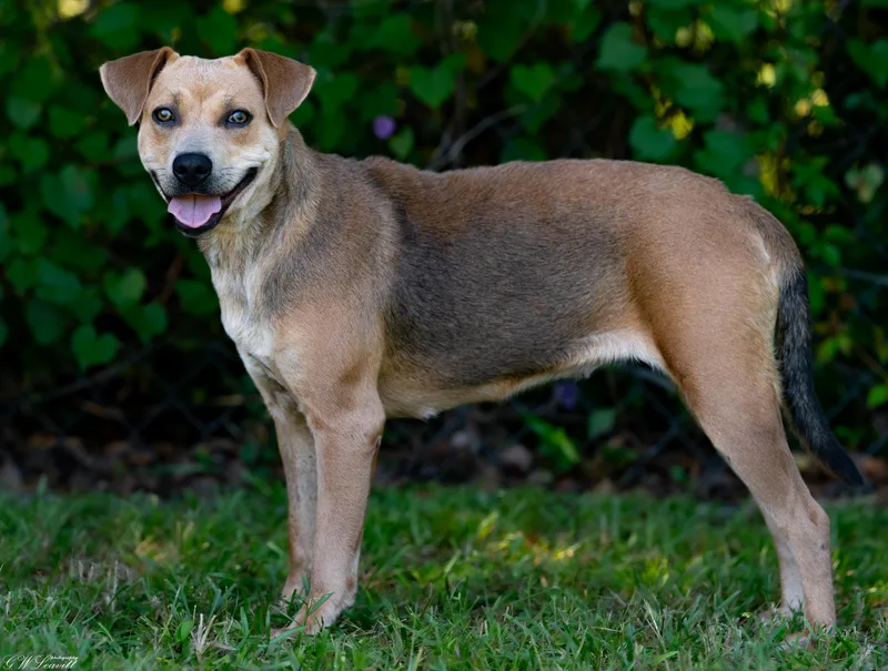 A young medium-sized female Mixed Breed dog named Jodie for adoption in BONIFAY, FL