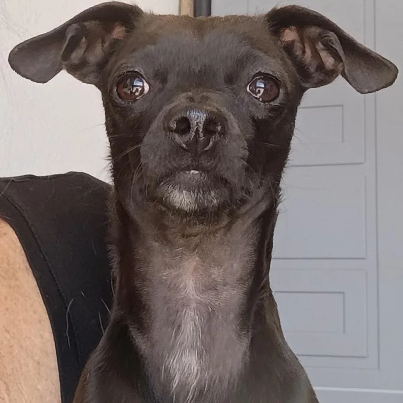 An adult small-sized female Black Chihuahua dog named Jasmine for adoption in San Luis, CO