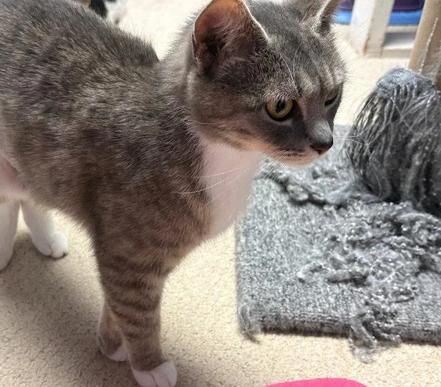 An adult medium-sized female Gray & White Domestic Short Hair cat named Blueberry Willow Grove for adoption in Greenville, DE