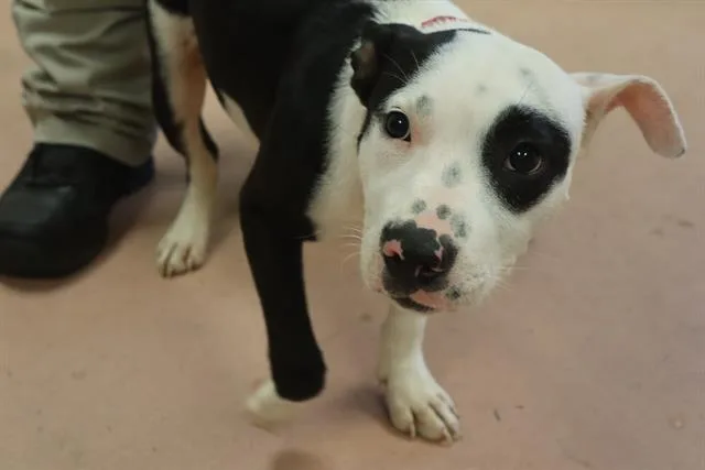 A young medium-sized female Mixed Breed dog named Oreo for adoption in Columbia, SC