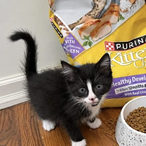 A baby small-sized male Domestic Short Hair cat named Basil for adoption in Edmond, OK